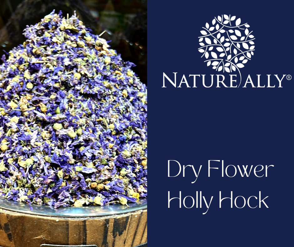 Dry Holly Hock Flower