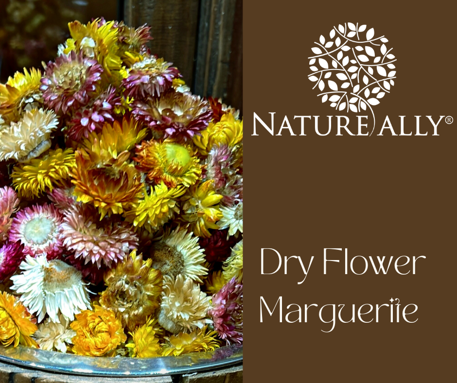 Marguerite Dry Flowers